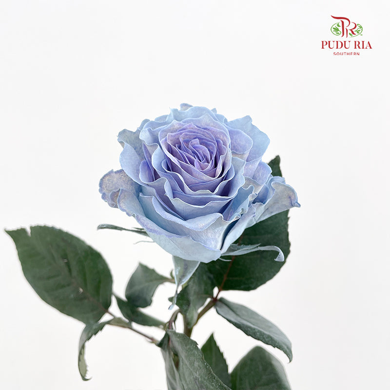 Rose Mondial Dyed Sand Baby Blue - (8-10 Stems)