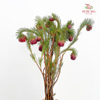 Protea Nana 南非娜娜公主- (10 Stems)