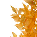 Dry Ruscus Dyed - Light Orange