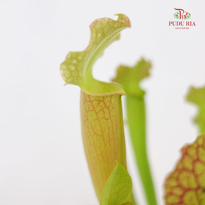 Sarracenia - Green