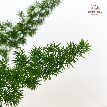 Asparagus Meyeri Big