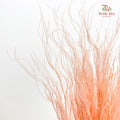 Dry Stipa Grass (Feather Grass) Peach