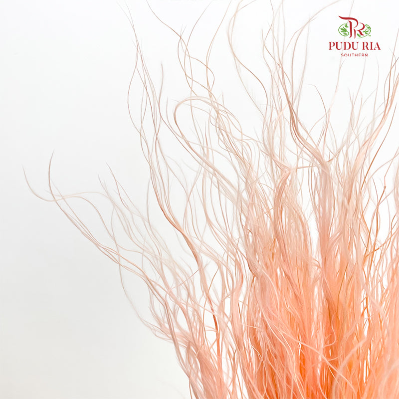 Dry Stipa Grass (Feather Grass) Peach