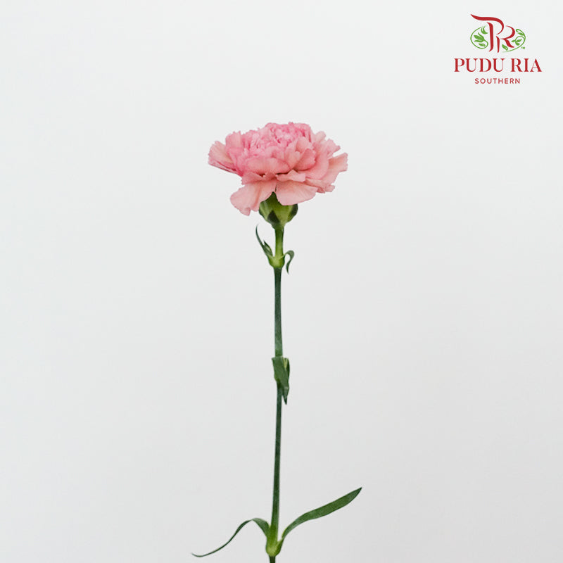 Carnation Purple (8-10 Stems) - Pudu Ria Florist Southern