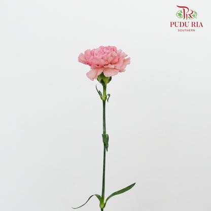 Carnation Purple (8-10 Stems) - Pudu Ria Florist Southern