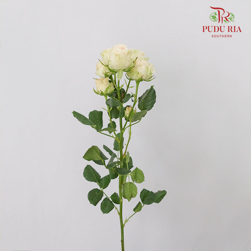 Rose Spray Summer Rose (6 Stems) - Pudu Ria Florist Southern