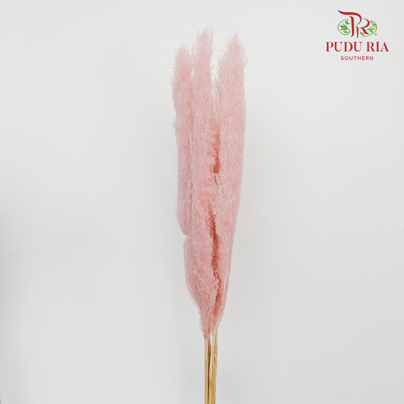 Dry Pampas Natural Pink - Pudu Ria Florist Southern