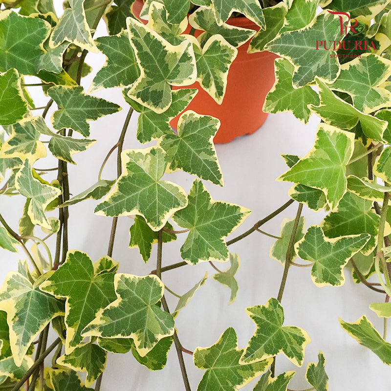 Hedera ivy Plant - Pudu Ria Florist Southern