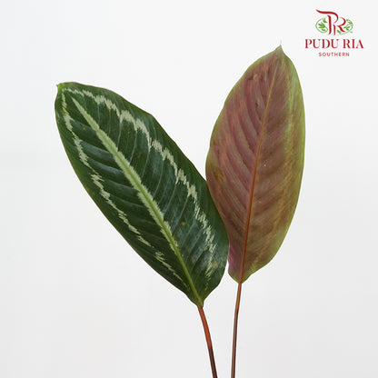 Calathea Tiger Peacock Leave 奖章竹芋 - (Per Bundle)