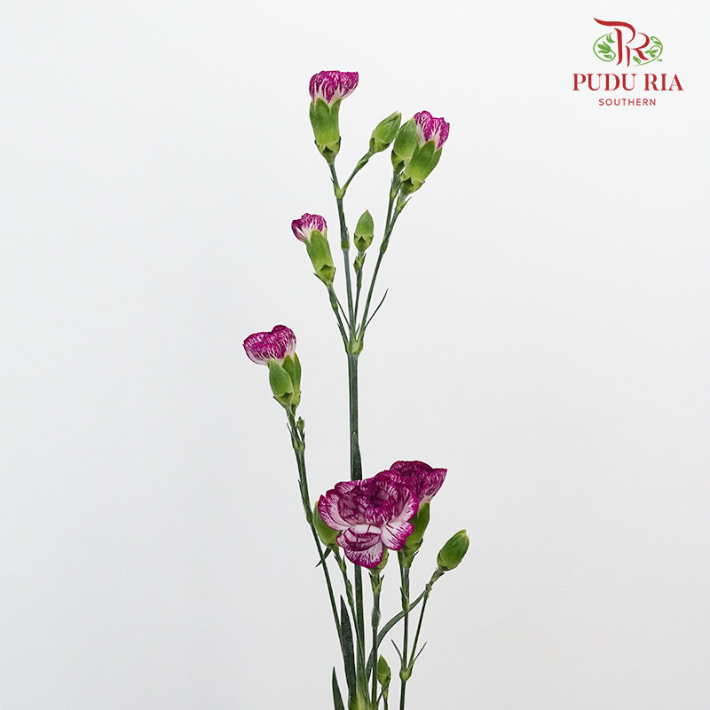 Carnation Spray Purple - (18-20 Stems)