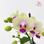 Phalaenopsis Orchid Green Center Purple Double Stem Small