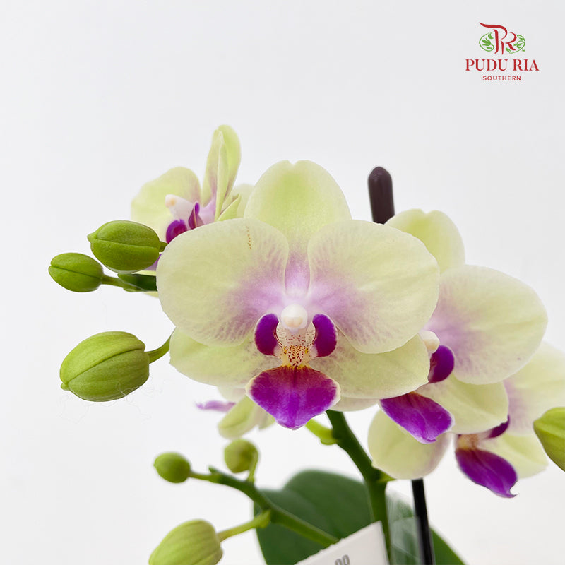 Phalaenopsis Orchid Green Center Purple Double Stem Small