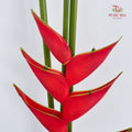 Heliconia / Crab Claw Red 蝎尾蕉 - (Per Stems)