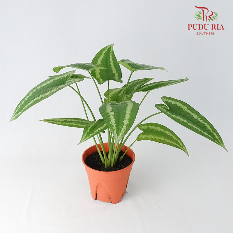 Schismatoglottis Wallichii - Pudu Ria Florist Southern
