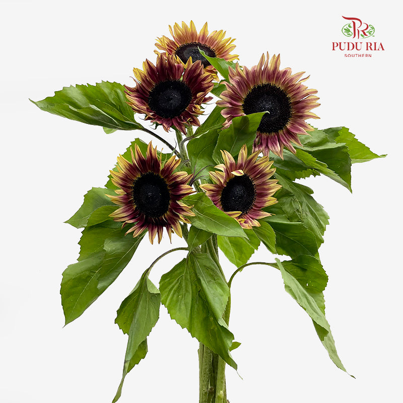Sunflowers Brown 向日葵 - (5 Stems)