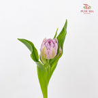 Tulip Double Petal Purple 重瓣郁金香- (8-10 Stems)