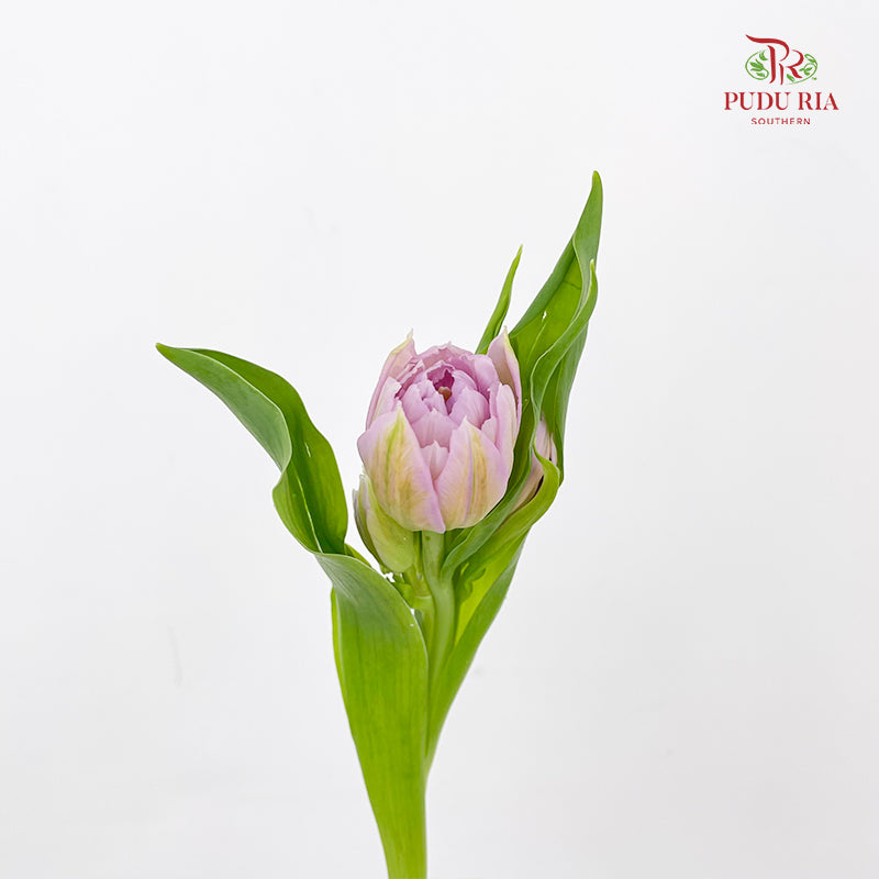 Tulip Double Petal Purple 重瓣郁金香- (8-10 Stems)