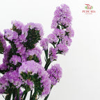 Dry Statice - Light Purple