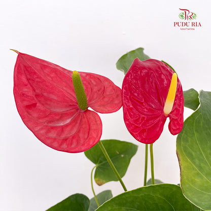 Anthurium Michigan P150 - Red