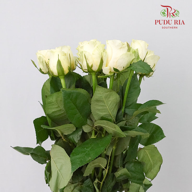 Rose Cream Cup (8-10 Stems) - Pudu Ria Florist Southern