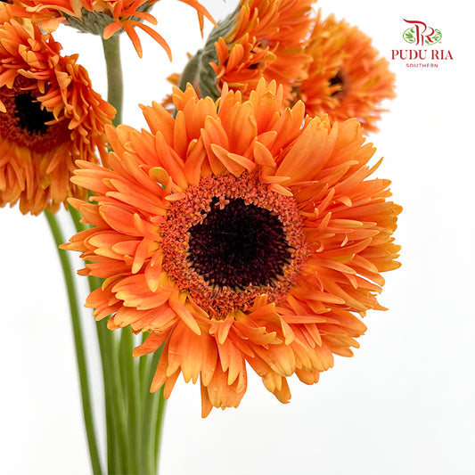 Gerbera Spider Orange - (8-10 Stems)