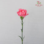Carnation St Tonic  (18-20 Stems) - Pudu Ria Florist Southern
