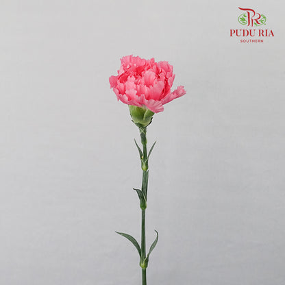 Carnation St Tonic  (18-20 Stems) - Pudu Ria Florist Southern