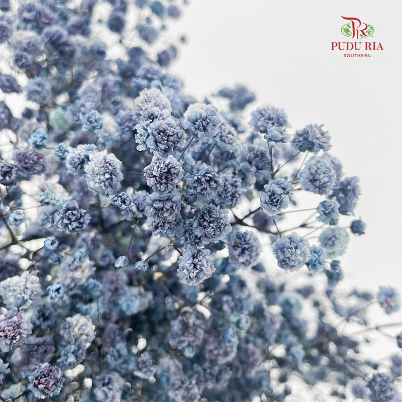 Preservative Baby Breath - Slate Blue