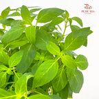 Peppermint P140