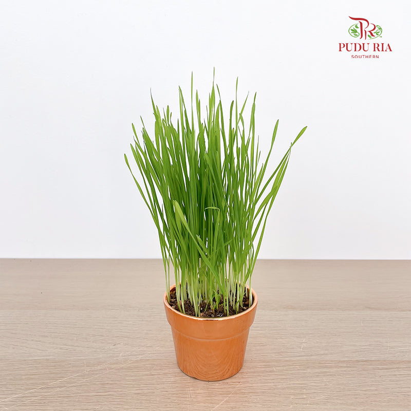 Wheatgrass Seed 50g