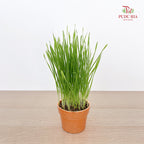 Wheatgrass Seed 50g