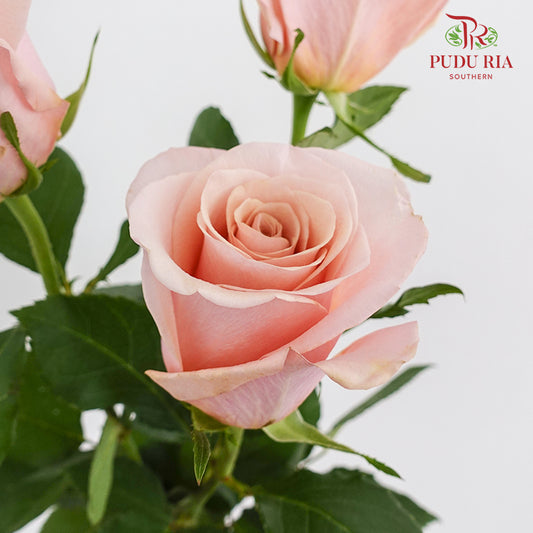 Rose Mother Of Pearl Peach (8-10 Stems)