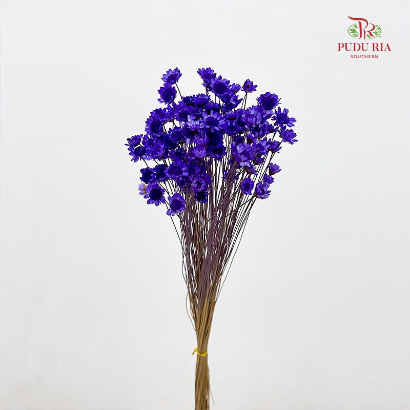 Dry Little Star Flower - Purple