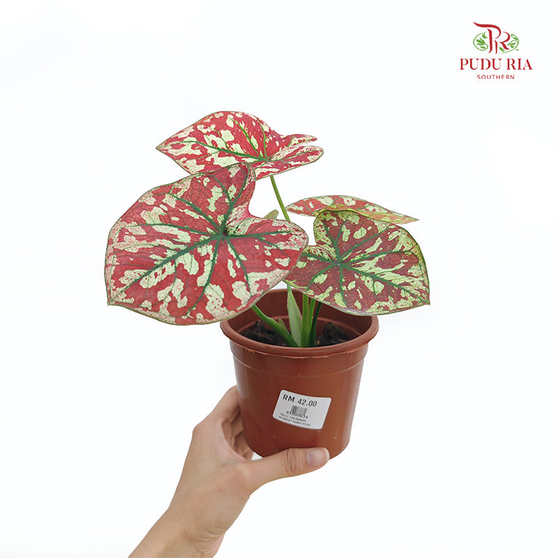 Caladium Scarlet Mary 狸红玛丽彩叶芋