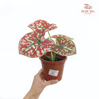 Caladium Scarlet Mary 狸红玛丽彩叶芋