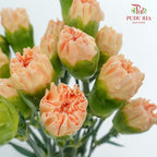 Carnation St Orange Memories  (18-20 Stems) - Pudu Ria Florist Southern