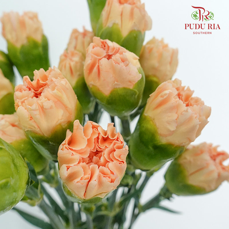 Carnation St Orange Memories  (18-20 Stems) - Pudu Ria Florist Southern