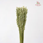 Dry Avena Sativa