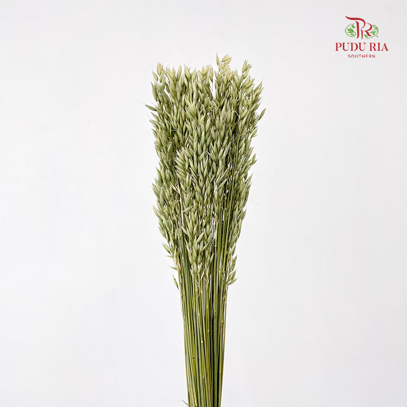 Dry Avena Sativa