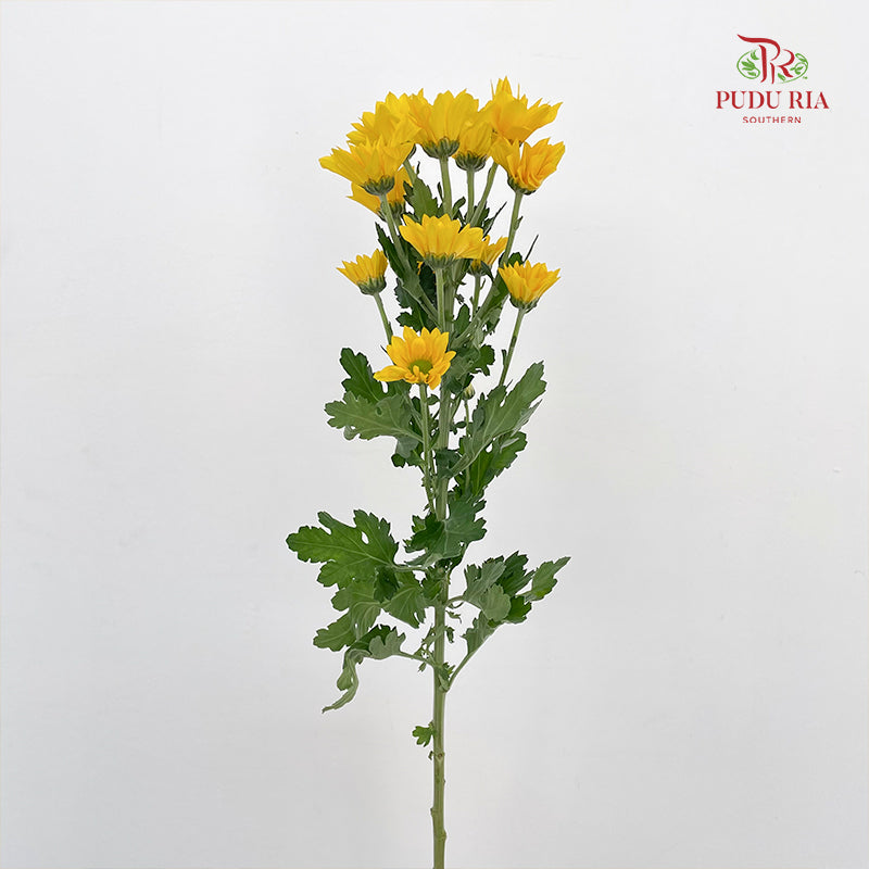 Chrysanthemum Pompom Daisy Yellow 1 - (10-12 Stems)