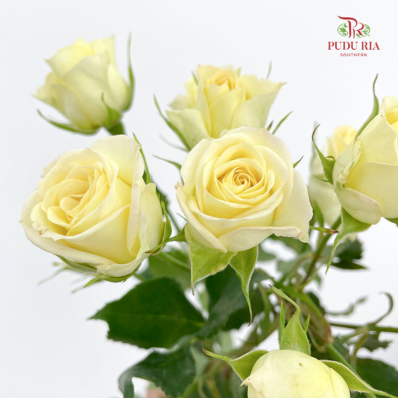 Rose Spray Light Yellow - (8-10 Stems)