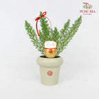 CNY Potted Plant Arrangement 2024#24