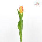 Tulip Orange 郁金香 - (8-10 Stems)