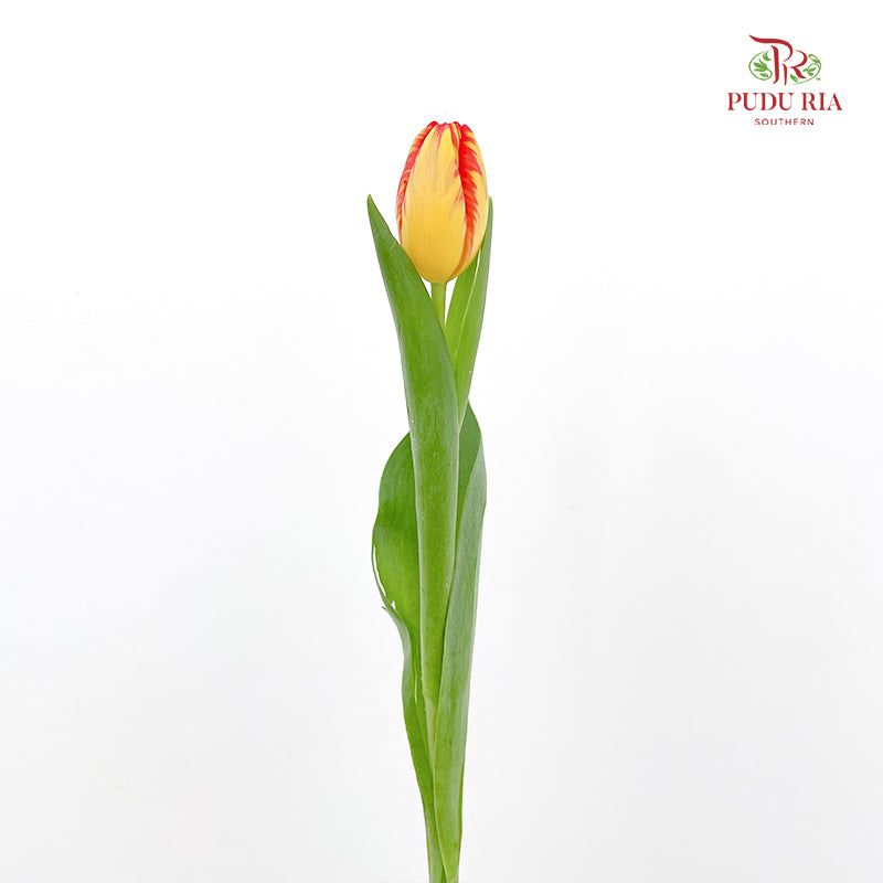 Tulip Orange 郁金香 - (8-10 Stems)