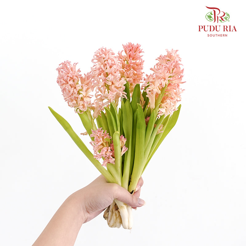 Hyacinthus Champagne - (5 Stems)