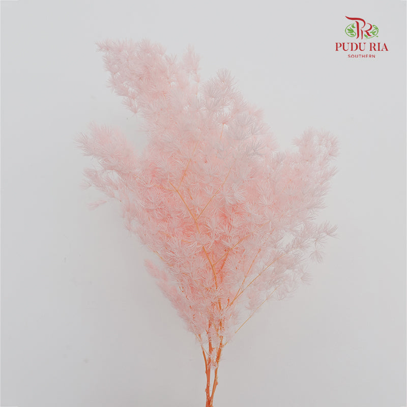 Preservative Asparagus Fern Soft Pink