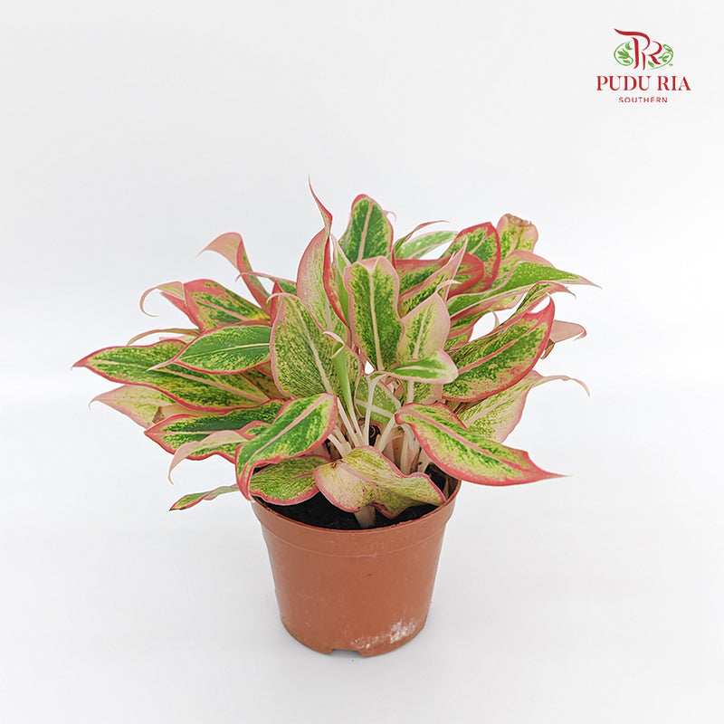 Aglaonema Siam Aurora