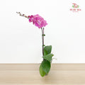 Phalaenopsis Orchid Purple Big Single Stem #3