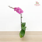 Phalaenopsis Orchid Purple Big Single Stem #3