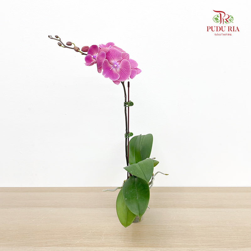 Phalaenopsis Orchid Purple Big Single Stem #3